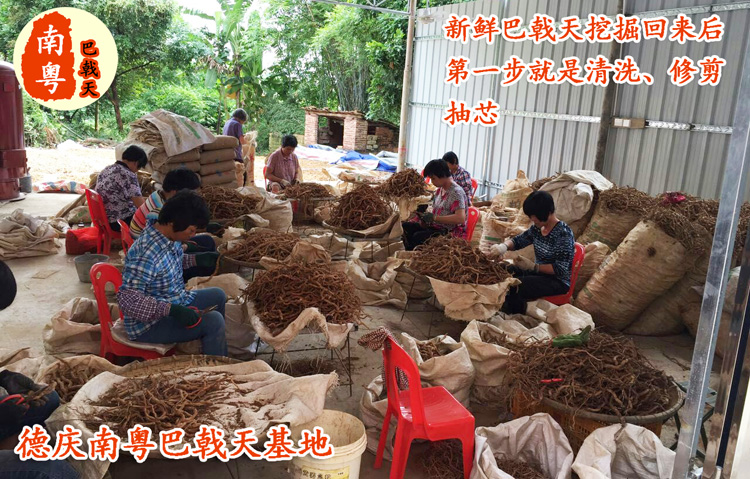 南粤巴戟天工厂介绍