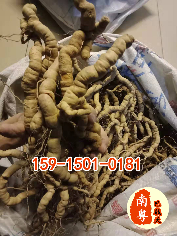 新鲜巴戟天 新鲜巴戟天