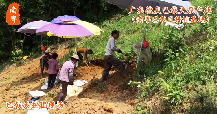 南粤巴戟天种植基地
