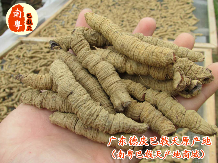 特级老年抽芯巴戟天