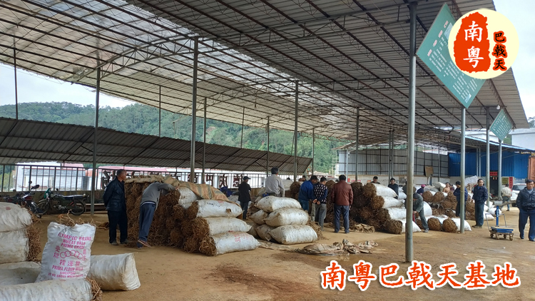 德庆县莫村镇南粤巴戟天加工厂