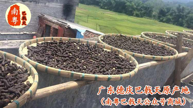 广东德庆南粤巴戟天的优势