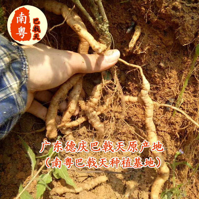 新鲜巴戟天