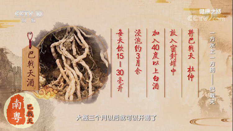 巴戟天泡酒工序