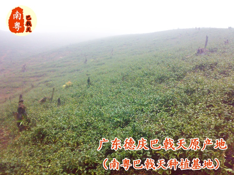 南粤巴戟天基地