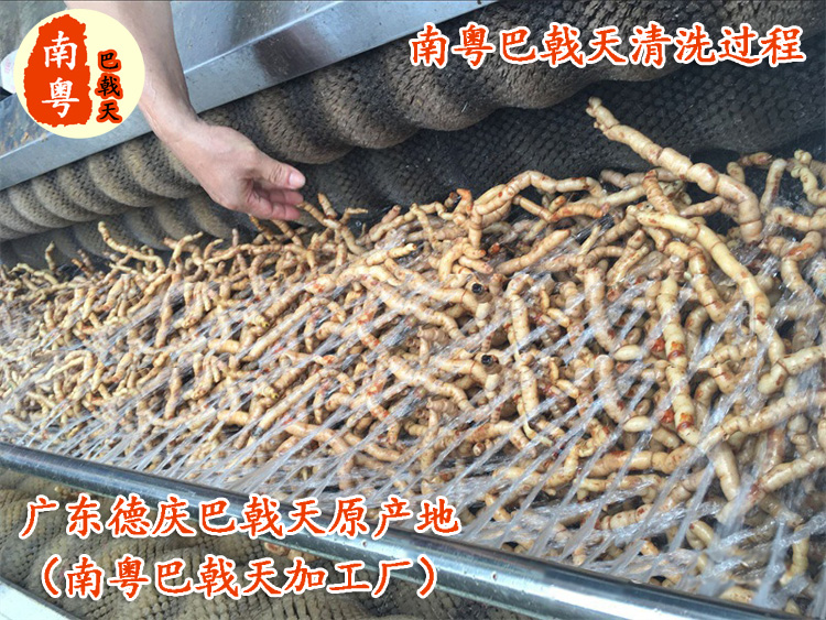 巴戟天清洗流程