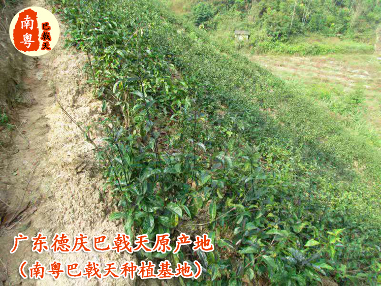 南粤巴戟天种植基地