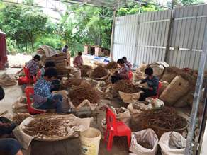 南粤巴戟天加工基地
