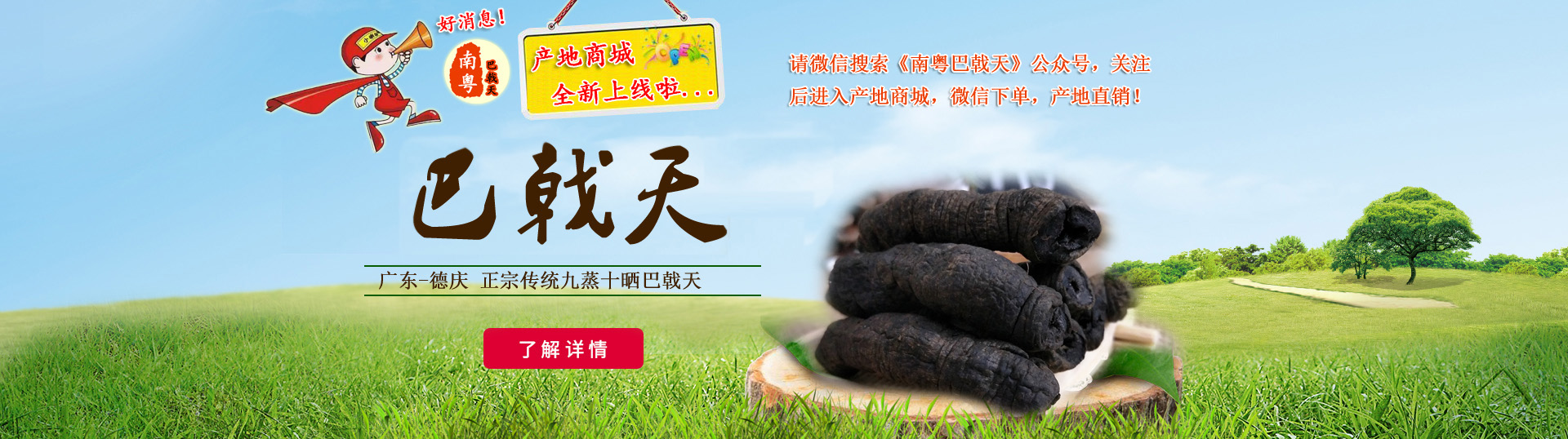 德庆巴戟天产地