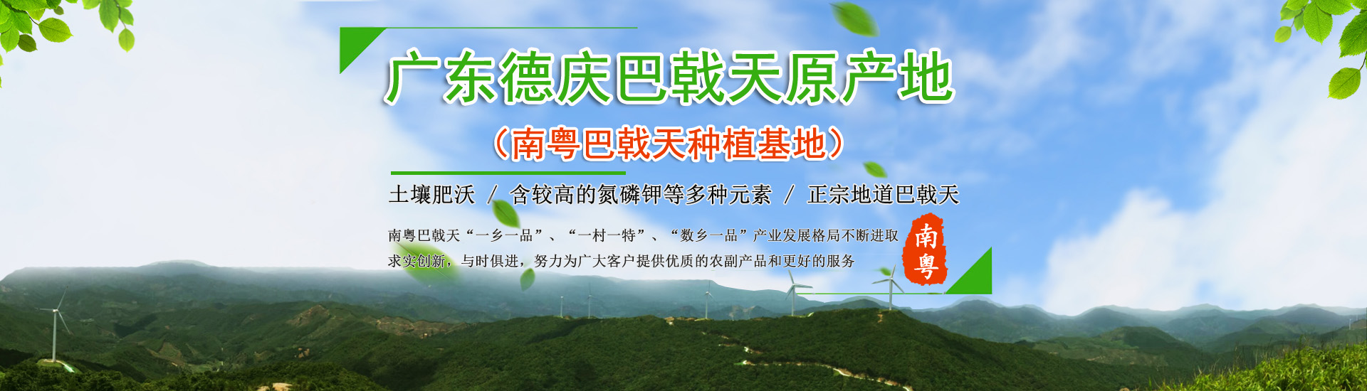南粤巴戟天